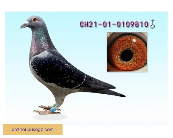 皇家联邦以4比0大胜彼塞恩 强势表现展现冠军潜力