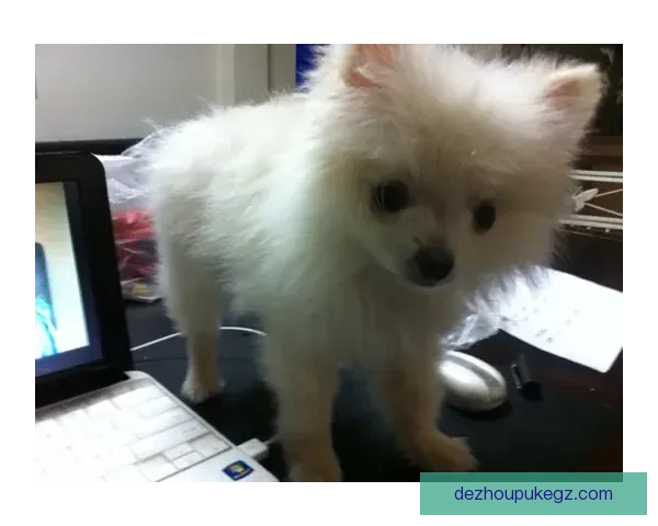 乌林济之星惜败博美特 0-1失利痛失胜机